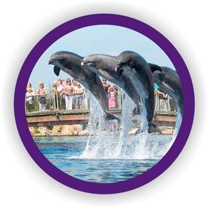 dolfinarium-p